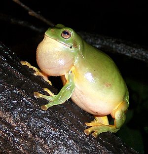 [http://www.ourterritory.com/frogs/images/treefrog_croak3.jpg]