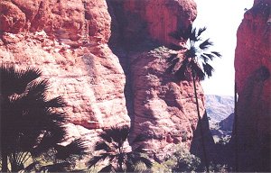 palm filled gorges inside the outer crust of the bungles protection