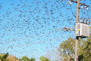 bats over Katherine (black bats on blue sky do not compress all that well)